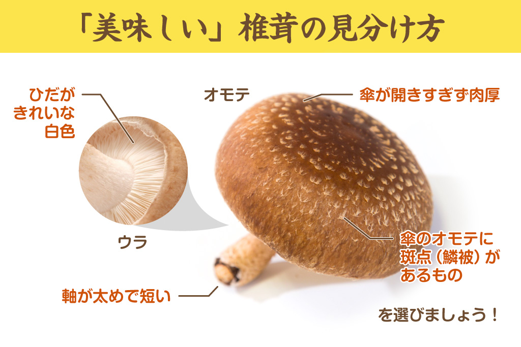 美味しい椎茸の見分け方